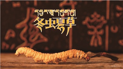 那曲新鮮冬蟲夏草什么時候采挖？